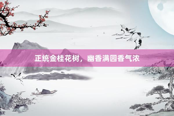 正统金桂花树,幽香满园香气浓